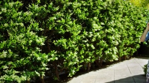 Kill Thy Neighbor (2018) [1080p] [WEBRip] [5.1] [YTS] [YIFY]