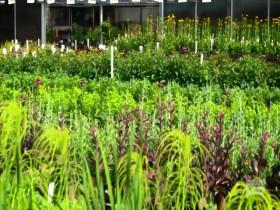 Backyard Envy S01E02 480p x264-mSD [eztv]