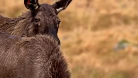 Baby Animals S02E04 Joined at the Hip WEB h264-CAFFEiNE [eztv]