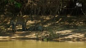 Brazil A Natural History S01E03 720p HDTV x264-CBFM [eztv]