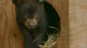 Wild Bear Rescue S02E10 Family Reunions WEBRip x264-CAFFEiNE [eztv]