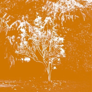 [ambient, experimental] (2020) Todd Anderson-Kunert - Past Walls and Windows [FLAC] [DarkAngie]