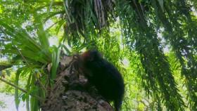 Primates S01E02 WEB H264-iPlayerTV [eztv]