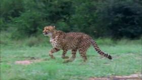 Attack and Defend S01E01 African Apex Predators WEB h264-CAFFEiNE [eztv]