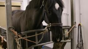 Her Majestys Cavalry S01E05 720p HDTV X264-DEADPOOL [eztv]