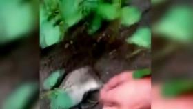 Strange Evidence S04E03 When Bigfoot Attacks SCI WEB-DL AAC2 0 x264-BOOP [eztv]