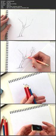 [ FreeCourseWeb ] Skillshare - Draw Simple, Interesting Trees
