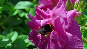 [ FreeCourseWeb ] Udemy - Plant Drawings and Illustrations in Garden Design