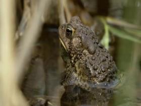 Americas Mississippi S01E03 The Bayou 480p x264-mSD [eztv]