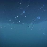 Worlds.Most.Toxic.Animals.S01E01.720p.HDTV.x264-CBFM[TGx]