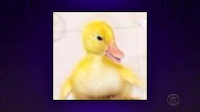 James Corden 2019 10 07 Ben Platt 720p WEB x264-TRUMP [eztv]