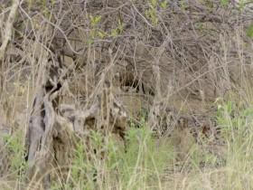 Great Parks of Africa S02E02 Krugers Pafuri 480p x264-mSD [eztv]