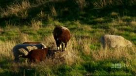 Inside Crime S01E03 Evil Intent XviD-AFG [eztv]