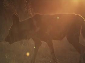 Amazing Dogs S01E03 Africa 480p x264-mSD [eztv]