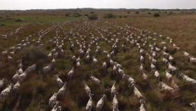 Brazil Untamed S01E02 Bird Paradise 720p WEB h264-CAFFEiNE [eztv]