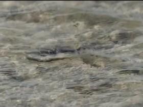 Blue Planet Live S01E01 REPACK 480p x264-mSD [eztv]