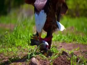 Attack and Defend S01E02 Sky Hunters 480p x264-mSD [eztv]