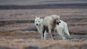 Kingdom of the White Wolf S01E03 The Last Hunt WEBRip x264-CAFFEiNE [eztv]