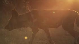 Amazing Dogs S01E03 Africa WEBRip x264-CAFFEiNE [eztv]