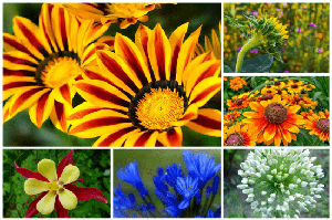 DesignOptimal - Flowers Wallpapers 5k #15