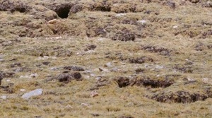 Born in China 2016 1080p YTS YIFY