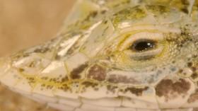 Hostile Planet S01E05 Deserts WEBRip x264-CAFFEiNE [eztv]