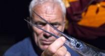 River Monsters S09E03 iNTERNAL 720p HDTV x264 DHD ettv