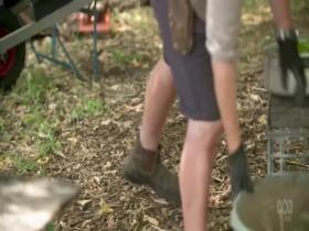 Gardening Australia S31E06 480p x264-mSD [eztv]