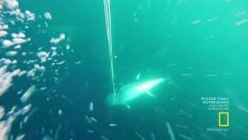 Wicked Tuna Outer Banks S05E10 Old Golly Whopper 720p HDTV x264 DHD eztv