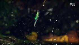 Brazil A Natural History S01E01 iNTERNAL 720p HDTV x264-CBFM [eztv]