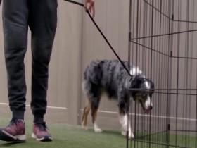 Dog Impossible S01E05 House Unrest 480p x264-mSD [eztv]
