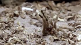 Attack and Defend S01E04 Cold-Blooded Killers WEB h264-CAFFEiNE [eztv]