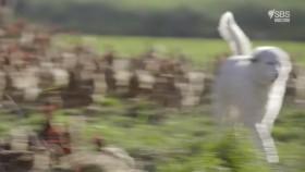 Gourmet Farmer S05E04 720p HDTV x264-CBFM [eztv]