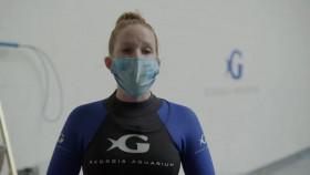 The Aquarium S02E00 Whisper Gives Birth iNTERNAL WEB h264-ROBOTS [eztv]