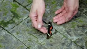 Attack and Defend S01E05 Masters of Defense 720p WEB h264-CAFFEiNE [eztv]