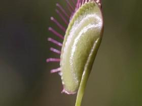 Attack and Defend S01E03 Insect Eaters 480p x264-mSD [eztv]