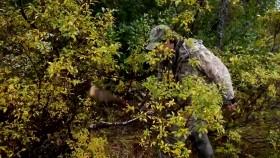 Guiding Alaska S01E07 Bears WEB x264-KOMPOST [eztv]