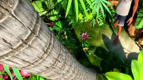 Larva Island S02E08 720p WEB x264-iNSPiRiT [eztv]