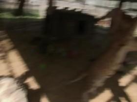 Tiger King Murder Mayhem and Madness S01E04 480p x264-mSD [eztv]