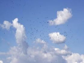 Nomads of the Serengeti S01E01 Journey to the Short Grass Plains 480p x264-mSD [eztv]