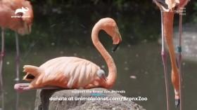 The Zoo US S04E06 Cougar Cub Rescue HDTV x264-CRiMSON [eztv]