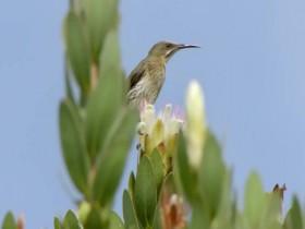 Great Parks of Africa S01E02 Table Mountain National Park 480p x264-mSD [eztv]