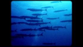 Inside The Mossad S01E03 iNTERNAL 720p WEB X264-AMRAP [eztv]