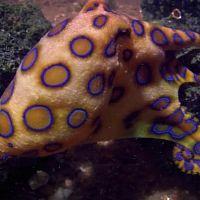 Worlds.Most.Toxic.Animals.S01E01.HDTV.x264-PHOENiX