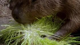 Inside Taronga Zoo S01E03 XviD-AFG [eztv]