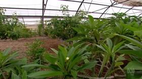 Gardening Australia S30E27 HDTV x264-PLUTONiUM [eztv]