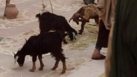 Jesus His Life S01E04 WEB h264-TBS [eztv]