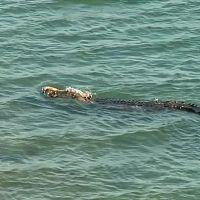 The.Croc.That.Ate.Jaws.2021.WEBRip.x264-CAFFEiNE[TGx]