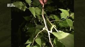 The Crocodile Hunter Best Of Steve Irwin S01E03 Surfing Snakes HDTV x264-CBFM [eztv]