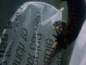 Wild Metropolis S01E01 Residents 480p x264-mSD [eztv]